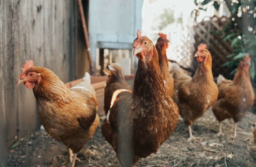 Urban Hens