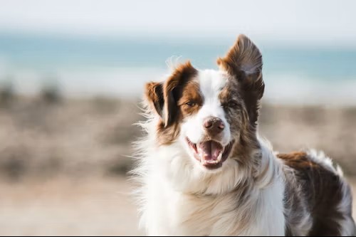 Animal Licenses