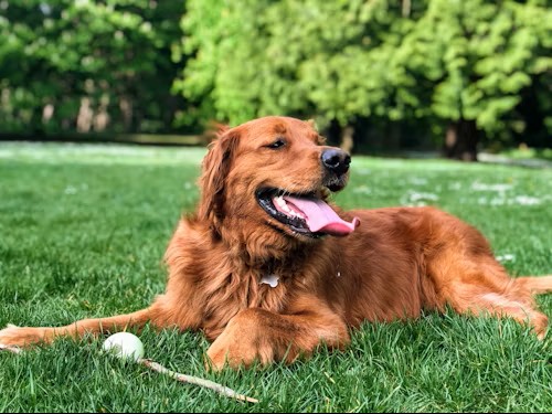 Dog Park