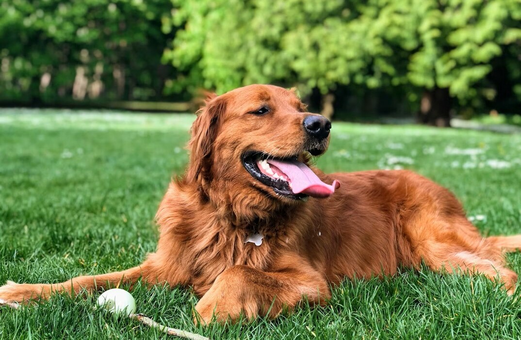 Dog Park