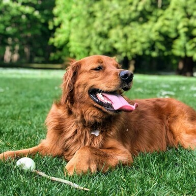 Dog Park