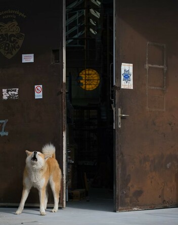 Barking Dog 